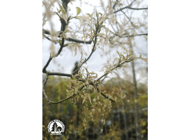 Acer negundo   'Variegatum'